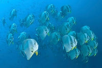 Schooling Batfish Poster Print from Raja Ampat, Papua, Indonesia.