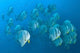 Schooling Batfish Poster Print from Raja Ampat, Papua, Indonesia.