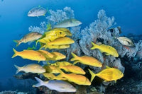 Yellow Fish and Coral Poster Print showcasing marine life from Raja Ampat, Papua, Indonesia