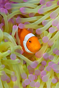 Anemonefish in protective anemone poster print showcasing vibrant underwater life.