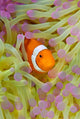 Anemonefish in protective anemone poster print showcasing vibrant underwater life.