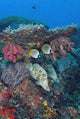 Scene of Fish and Coral Poster Print by Jaynes Gallery