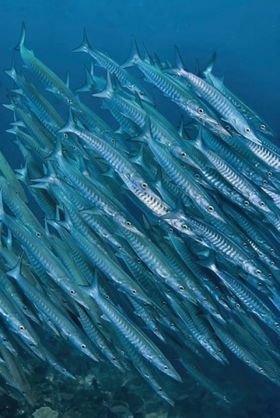 Underwater scene of schooling barracuda in Raja Ampat, Papua, Indonesia poster print.