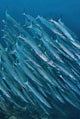 Underwater scene of schooling barracuda in Raja Ampat, Papua, Indonesia poster print.