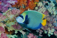 Underwater scene featuring angelfish and coral in Raja Ampat, Papua, Indonesia