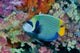 Underwater scene featuring angelfish and coral in Raja Ampat, Papua, Indonesia