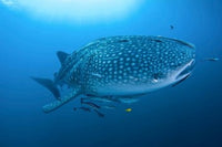 Bay Whale Shark and Remoras Poster Print by Jaynes Gallery featuring ocean life.