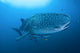 Bay Whale Shark and Remoras Poster Print by Jaynes Gallery featuring ocean life.