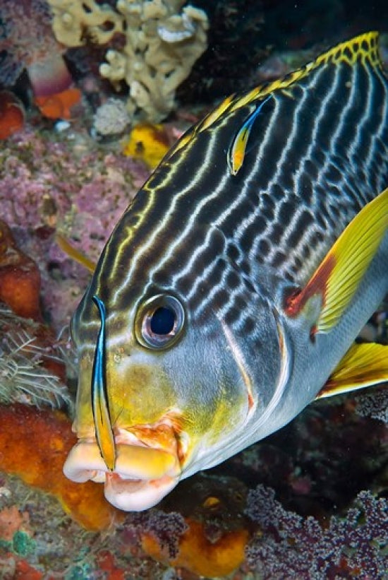 Cleaner fish with sweetlip fish in Raja Ampat, Indonesia poster print.