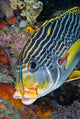 Cleaner fish with sweetlip fish in Raja Ampat, Indonesia poster print.