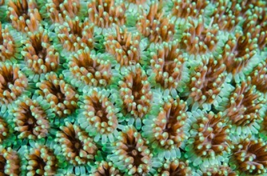 Close-Up of Anemones Poster Print by Jaynes Gallery