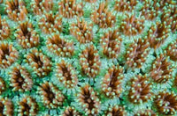 Close-Up of Anemones Poster Print by Jaynes Gallery