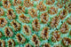 Close-Up of Anemones Poster Print by Jaynes Gallery