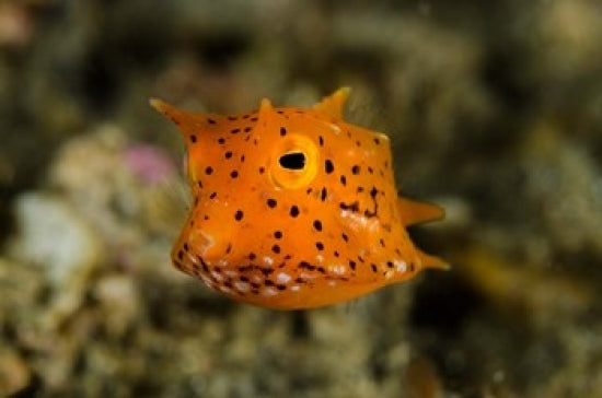 Close-up of juvenile cowfish poster print showcasing vibrant ocean life.