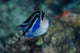 Bay Frontal View of Angel Fish Poster Print showcasing vibrant colors and intricate details.