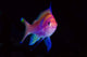 Bay Close-up of Colorful Anthia Poster Print showcasing vibrant marine life.