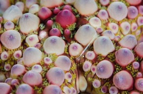 Shrimp swimming over a colorful sea star poster print