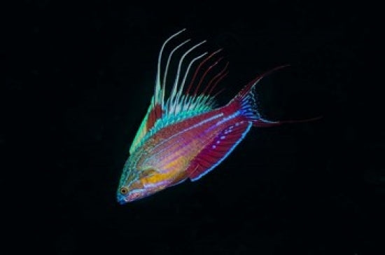 Close-Up of Colorful Wrasse Fish Poster Print showcasing vibrant marine life.