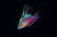 Close-Up of Colorful Wrasse Fish Poster Print showcasing vibrant marine life.