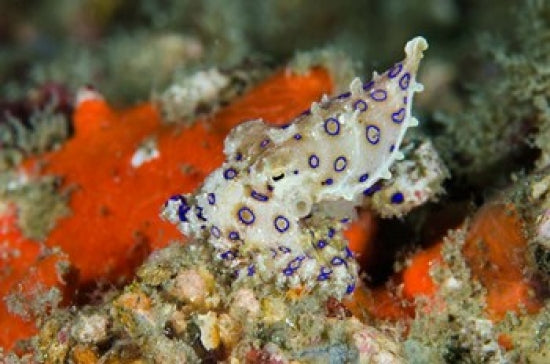 Close-up view of a blue-ringed octopus showcasing vibrant colors and patterns.