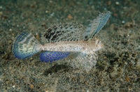 Close-up of dragonet fish poster print showcasing vibrant colors and intricate details.