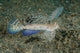 Close-up of dragonet fish poster print showcasing vibrant colors and intricate details.