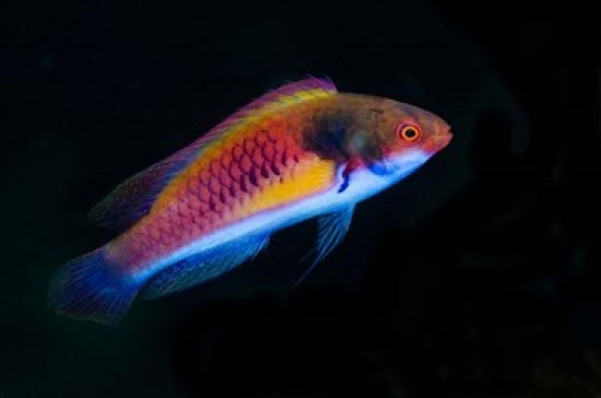 Bay Close-up of Colorful Wrasse Fish Poster Print showcasing vibrant marine life.