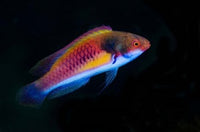 Bay Close-up of Colorful Wrasse Fish Poster Print showcasing vibrant marine life.