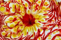 Bay Close-up of Sea Cucumber Poster Print by Jaynes Gallery