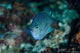 Bay Close-up of Angelfish Poster Print showcasing vibrant aquatic life.