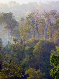 Sulawesi Tangkoko Rainforest Poster Print by Connie Bransilver
