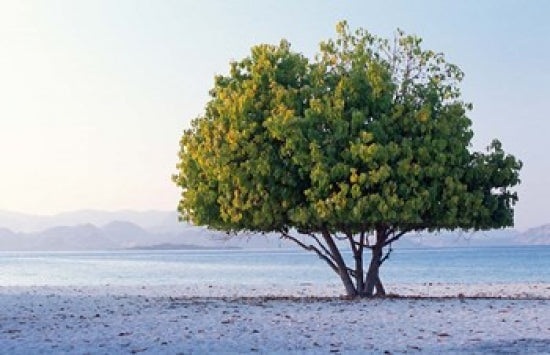 Asia Beach Poster Print - Lesser Sunda Archipelago by Jay Sturdevant