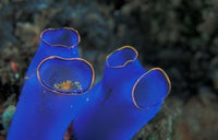 Crab Peeking From Tunicate Art Print by Michele Westmorland, vibrant ocean scene.