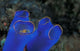 Crab Peeking From Tunicate Art Print by Michele Westmorland, vibrant ocean scene.