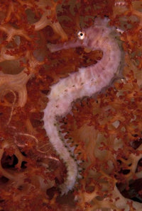Thorny Seahorse on Soft Coral art print by Michele Westmorland