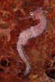 Thorny Seahorse on Soft Coral art print by Michele Westmorland