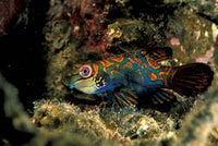 Indonesia Indo Pacific Mandarinfish Poster Print by Michele Westmorland