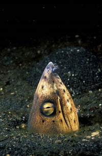 Blackfin Snake Eel with Cleaner Shrimp Poster Print by Michele Westmorland