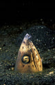 Blackfin Snake Eel with Cleaner Shrimp Poster Print by Michele Westmorland