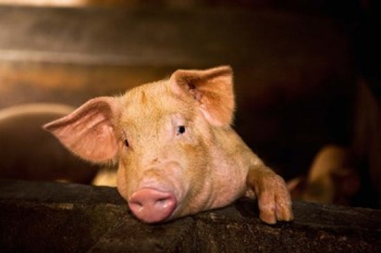 Pig Farm, Bali, Indonesia Poster Print by Micah Wright