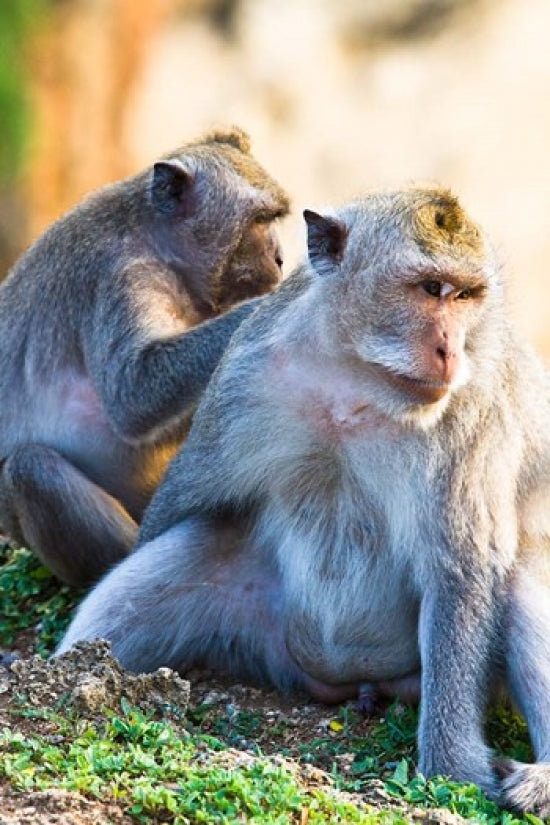 Bali Monkeys at Uluwatu Temple Poster Print by Micah Wright