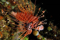 Spotfin Lionfish poster print showcasing vibrant marine life by Michele Benoy Westmorland.