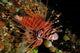 Spotfin Lionfish poster print showcasing vibrant marine life by Michele Benoy Westmorland.