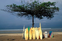 Surfboards leaning against a lone tree on Kuta Beach, Bali, Indonesia poster print