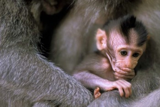 Long-Tailed Macaque in Ubud, Bali poster print by Paul Souders