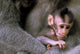 Long-Tailed Macaque in Ubud, Bali poster print by Paul Souders