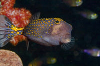 Spotted Boxfish Poster Print showcasing marine life in Banda Sea, Indonesia.