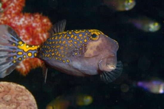 Spotted Boxfish Poster Print by Stuart Westmorland showcasing vibrant marine life.
