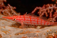 Longnose Hawkfish poster print from Banda Sea, Indonesia