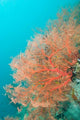 Sea Fan Poster Print from Raja Ampat, Indonesia by Stuart Westmorland